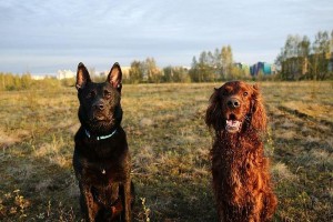 爱尔兰塞特犬的饲养方法（从幼犬到成犬，让你的爱尔兰塞特犬健康快乐成长）