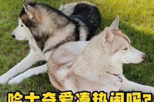 迷人哈士奇电影（探索哈士奇电影世界，感受它们带给我们的乐趣与感动）