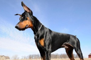 盘点世界上最名贵的9种狗！（揭秘犬界的奢华珍品，这些品种最能撩动富豪心弦）