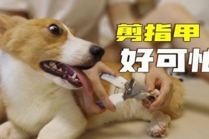 狗狗剪趾甲失血怎么办？（应对狗狗剪趾甲出血的常见方法）