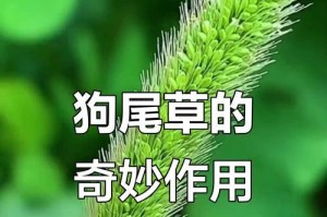 狗的多种用途（探索狗在人类生活中的重要角色）