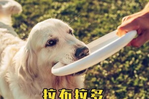 拉布拉多为什么这样坐（探究拉布拉多坐姿的原因与特点）