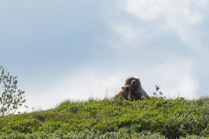 以宠物为主，带你玩转夏季天堂（以宠物为主，带你玩转夏季天堂）