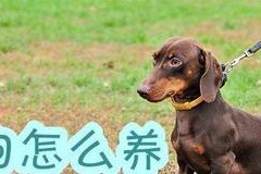 腊肠犬能否吃骨头？（关于腊肠犬食用骨头的注意事项及食谱推荐）