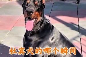 如何挑选纯种杜宾犬？（五种方法帮您选择一只理想的杜宾犬）