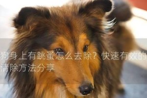 如何有效治疗狗身上的跳蚤（让你的爱犬远离跳蚤困扰的终极指南）