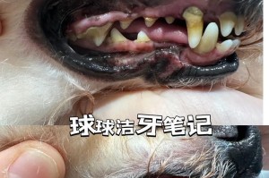 狗狗换牙的时间需多久？（揭秘狗狗牙齿更替的过程及时间周期）