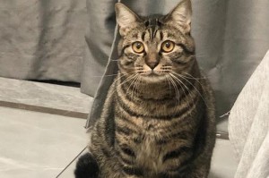 纯种狸花猫（纯种狸花猫的外貌、性格和特点）