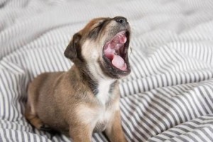狗狗晚上突然吠叫的7个理由解析（了解为什么你的狗狗会在夜晚不停吠叫，探究背后的7个原因）