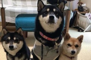 柴犬价格差距大的原因及家养柴犬的价位（解析柴犬价格波动的因素和家养柴犬的适宜价格范围）