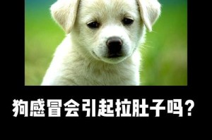 如何治疗肥胖的圣伯纳犬？