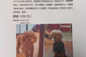 如何给你的泰迪犬公起一个好听的名字？（15个独特的泰迪犬公名字，让你的宠物与众不同）