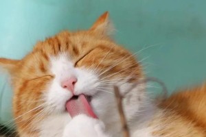 探究猫咪喜欢咬毛毛的奥秘（解析猫咪对毛毛的热爱，原因何在？）