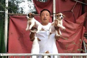 杰克罗素梗犬（拥有无尽活力和聪明才智，让你生活充满乐趣）