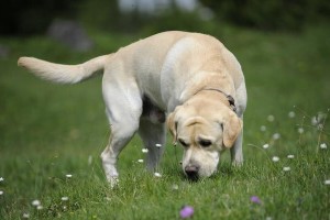 如何训练拉布拉多犬（从宠物转型为优秀伴侣，让你的拉布拉多犬更聪明、更忠诚！）