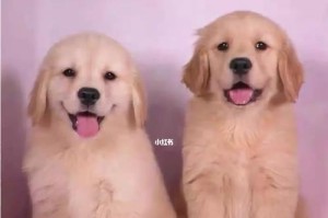 1个月金毛幼犬的主要饮食（科学喂养保证幼犬健康成长）