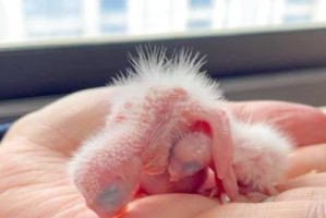 鹦鹉幼鸟的排泄物颜色为何以绿色为主？（揭秘鹦鹉幼鸟排泄物的颜色形成原因及影响因素）