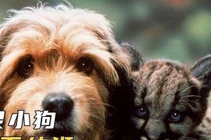 探讨犬斗性激发的药物及其影响（药物对犬斗性的调控机制与安全性研究）