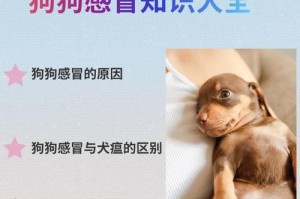 如何应对圣伯纳犬发狂（宠物爱好者必须知道的安全措施）