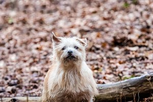 宠物狗罗福梗如何规范行为（及时教育引导，让宠物犬成为文明伴侣）