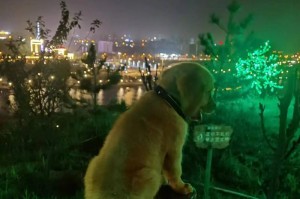 小狗为何会病死？（探究狗主的错误养犬观念）