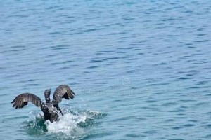 白鳍黑吊饲养全攻略（打造幸福水族箱的关键）