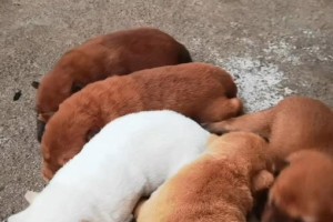 狗狗的眼睛是什么时候睁开的？（揭秘狗狗眼睛的奇妙成长过程）
