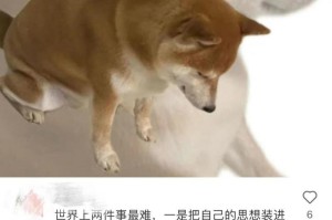 猫咪为何喜欢跑出去玩？（探究猫咪跑出去玩的原因及注意事项）