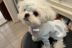 以马尔济斯犬饮食的5大禁忌（宠物主人必知的健康饮食知识）