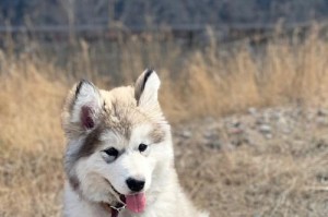 探索灰桃犬（了解灰桃犬的特征、性格和培养需求）