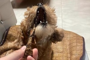 泰迪犬（探究泰迪犬为何总是闹腾不停）