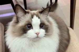 布偶小猫显色需要多长时间？（探究布偶小猫外貌显色的时间和关键因素）