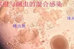 以猫得球虫何时能好？（探究猫得球虫的治疗时间以及预防措施）