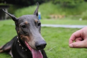 多伯曼犬的饲养方法（了解多伯曼犬的特性，打造健康快乐的宠物生活）