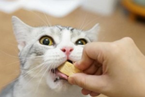 猫为何喜欢舔爪子？（以宠物为主，解读猫舔爪子行为）