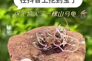 如何正确饲养山龟？（山龟的生活习性与饲养技巧）