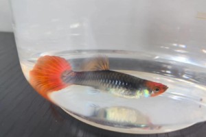 养孔雀鱼，药物是必需的吗？（探讨孔雀鱼养殖中需要使用的药物及其注意事项）