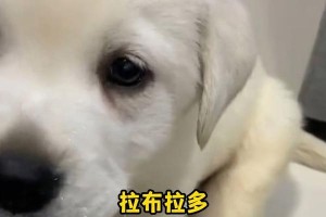 狗胃不好吃点什么？（探索狗胃不好的症状和应对方法）