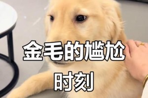 金毛尴尬期（金毛尴尬期维持多久？如何度过这一阶段？）