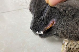 治疗猫咪口腔溃疡的特效药（快速缓解口腔溃疡，让猫咪重拾食欲）