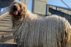 可蒙犬的性格特点详解（了解宠物狗的行为习惯与性格，让你更好地与可蒙犬相处）