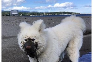 如何照顾秋田犬的哺乳期（了解秋田犬哺乳期的特点与注意事项，关注幼犬健康成长）