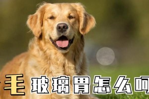 为什么狗狗不吃饭？（探究饮食不当和肠胃消化问题对狗狗食欲的影响）