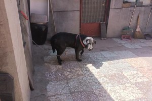 狗咬了能吃什么？（探索被狗咬伤后的饮食选择）