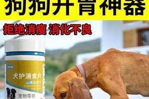 以狗喂什么开胃（探索狗狗的美食世界）