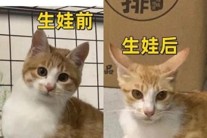 探秘猫咪分娩时机的迹象（猫咪分娩时机的关键信号与注意事项）