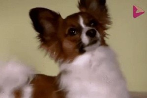 为什么狗会抖身体？（探索狗抖身体的原因及其重要性）