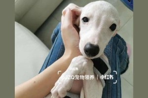 如何正确饲养一只欢快的惠比特犬（以宠物为主，关注健康饮食与活泼心态）