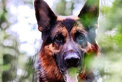 夏日养护（宠爱德国牧羊犬，让夏天更健康美好）