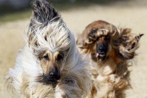 了解阿富汗猎犬的性格特征（宠物的选择应该考虑的因素及阿富汗猎犬的性格特点）